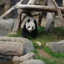 走了 不理你 熊猫 大熊猫 爱玩 休息