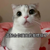 萌宠 猫星人 该配合你演出的我愣住了 走神 搞怪 呆萌