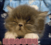 猫咪 卖萌 睡觉也萌萌哒