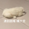 萌宠 猫星人 遇到困难 睡大觉 搞怪 呆萌