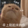 萌宠 猫星人 早上刚起床的你 没醒 搞怪 逗