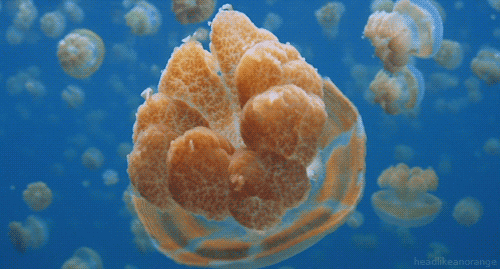 好可爱啊 海底生物 黄金水母 特写