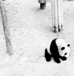 国宝 熊猫 喜欢