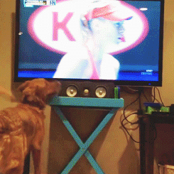 狗狗 电视 跳起来 网球美女