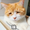 萌宠 喵星人 唉 叹气 呆萌 搞怪