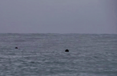鲸鱼 可爱 水 游泳