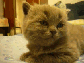 猫咪 搞笑 低头 逗比