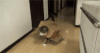 宠物 战士 猫咪 动物 Maru GIF 萌 起飞 准备 gif
