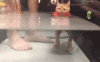 喵星人 猫咪 游泳 搞笑
