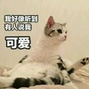 萌宠 喵星人 我好像听到有人夸我可爱 我多可爱 呆萌 憨憨