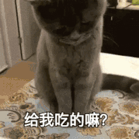 猫咪 面条 热气 给我吃的吗嘛