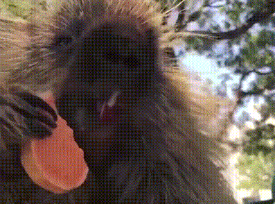 大猩猩 树木 长毛 吃东西