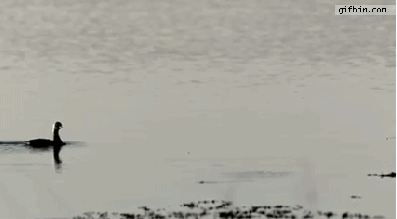 鸭子 海水 自然  兴奋