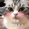 萌宠 猫咪 猫 喵星人 还不睡 难道想睡老子 撩