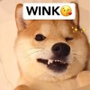 萌宠 汪星人 wink 爱你 呆萌 可爱