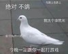 动物 鸽子 在路上 今晚一定跟你一起打游戏 搞怪 逗