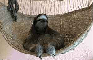 树懒 sloth