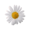 贴图 卡通 小雏菊 雏菊