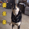 萌宠 狗 要亲亲 撩人 soogif soogif出品