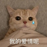 萌宠 猫星人 我的爱情呢 可怜 呆萌 可爱
