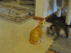 萌宠 猫咪 静静的看着 打滚