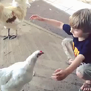 男孩 母鸡 拥抱 可爱