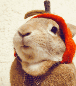 兔子 张嘴 红色 兔毛