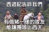 西游记 师徒四人 青山 有个猪一样的队友能让团队上西天