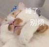 萌宠 猫星人 睡了 别烦我 呆萌 可爱