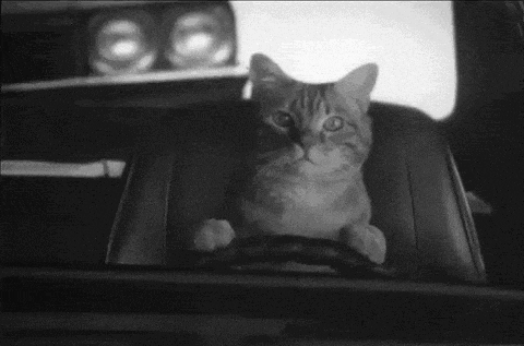 猫咪 黑白 认真 开车