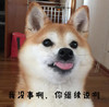 萌宠 猫星人 我没事啊 你继续说啊 呆萌 可爱
