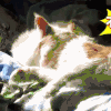 狗狗 可爱 萌宠 汪星人