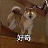 萌宠 汪星人 好奇 惊讶 呆萌 可爱