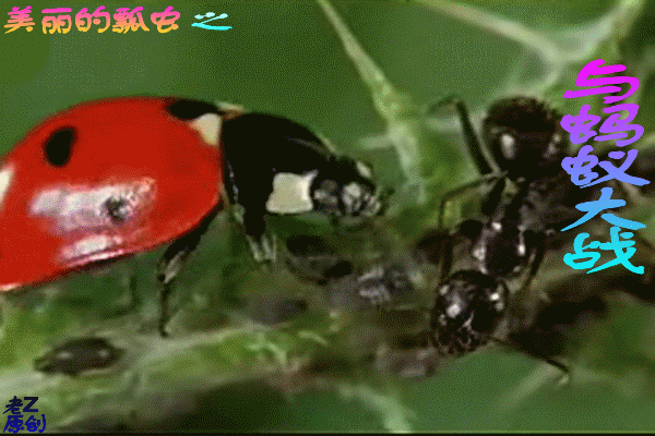 瓢虫 蚂蚁 动物 昆虫