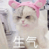 萌宠 喵星人 生气 猫 搞怪 可爱