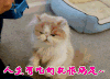 萌宠 萌宠爱搞笑 满足 猫