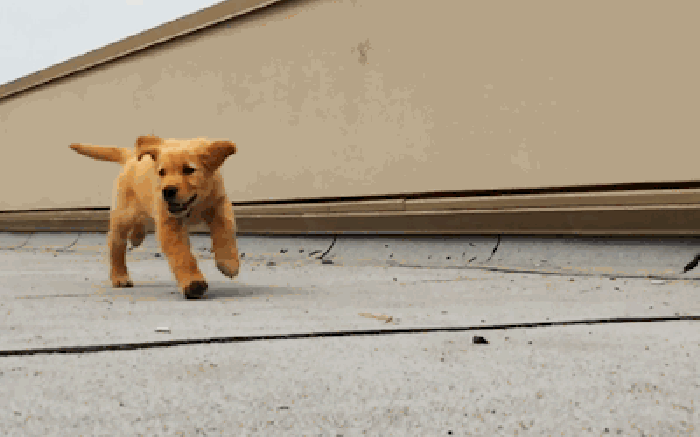 小狗 奔跑 速度 可爱