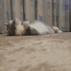 猫咪 可爱 呆萌 玩耍