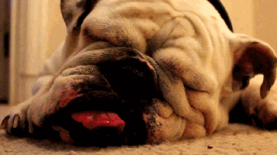 狗狗 伸舌头 睡觉
