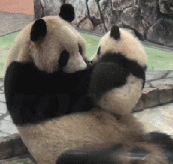 小熊喵 萌化了 熊猫宝宝 亲吻妈妈