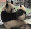 小熊喵 萌化了 熊猫宝宝 亲吻妈妈