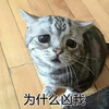 萌宠 猫星人 你为什么凶我 难受 搞怪 逗