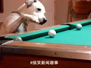 狗 萌宠 玩桌球 逆天