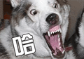 狗 汪星人 萌宠 哈 惊讶 soogif soogif出品