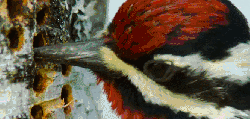 壮美无边 动物 纪录片 黄腹吸汁啄木鸟 吸食叶液
