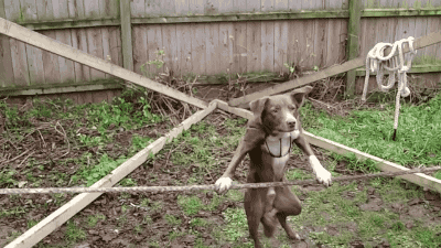 萌宠 狗狗 绳子 表演杂技