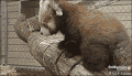 小熊猫 red panda 可爱 萌萌哒