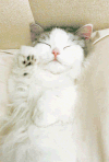 猫咪 毛茸茸 可爱 睡觉