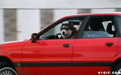 狗狗 开车 戴眼镜 望窗外