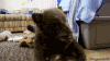 宠物 搞笑 熊孩子 萌 gif